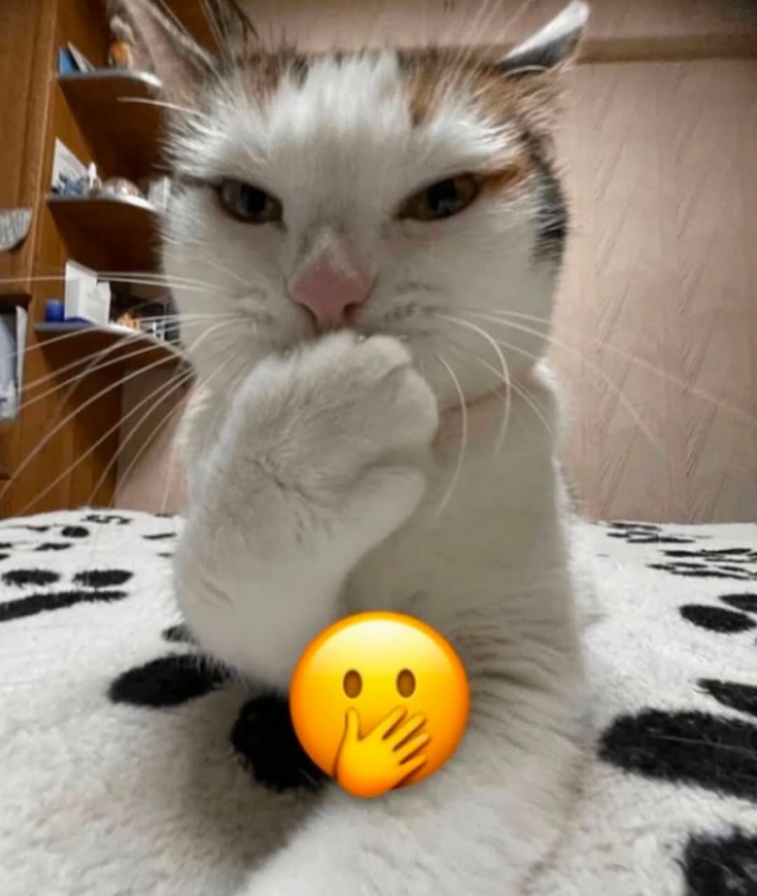 Соревнование по плывкам Кошка, прикрывающая рот лапой, со смайликом «рука на лице»