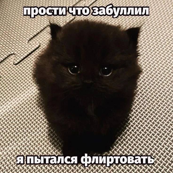 Прости что забуллил, я пытался флиртовать Прости что забуллил, я пытался флиртовать: милый черный котенок с большими глазами на полу с клетчатым узором.