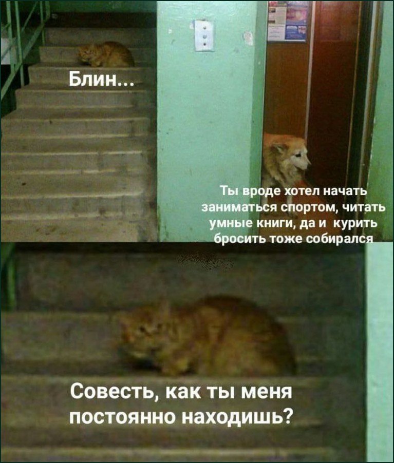 Рыжий кот на лестнице напоминает о планах заняться спортом, читать умные книги и бросить курить, а затем спрашивает совесть, как она постоянно его находит.