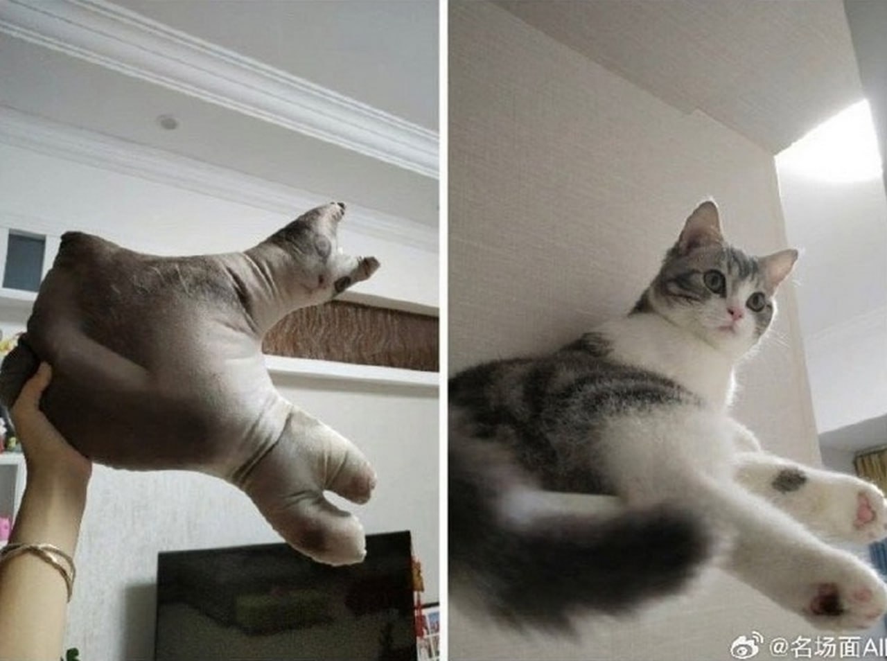 Кошка-сфинкс и полосатый кот Две кошки: одна
похожа на сфинкса, вторая
— полосатый кот, смотрящий на нее