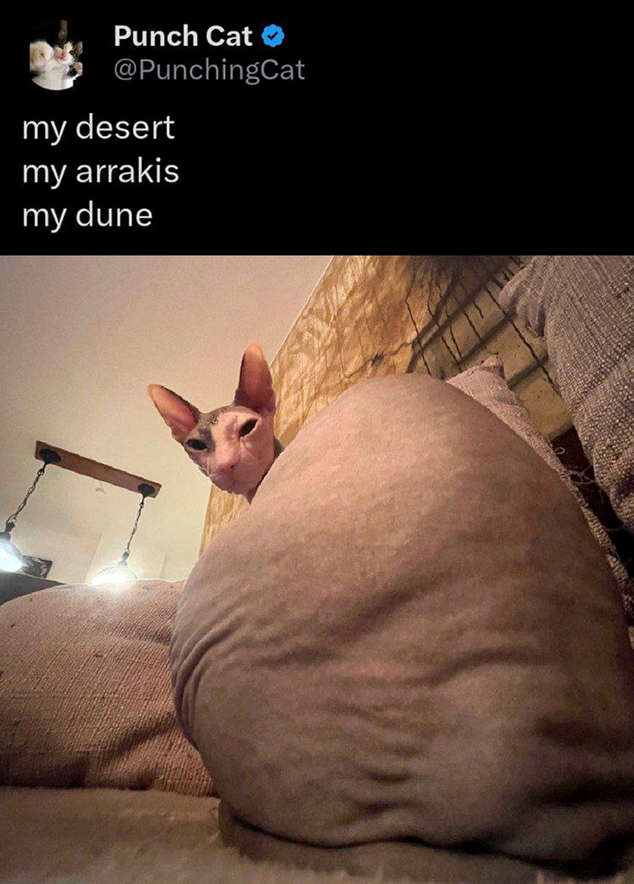 My desert my arrakis my dune Кот сфинкс выглядывает из-за дюны (складки кожи)