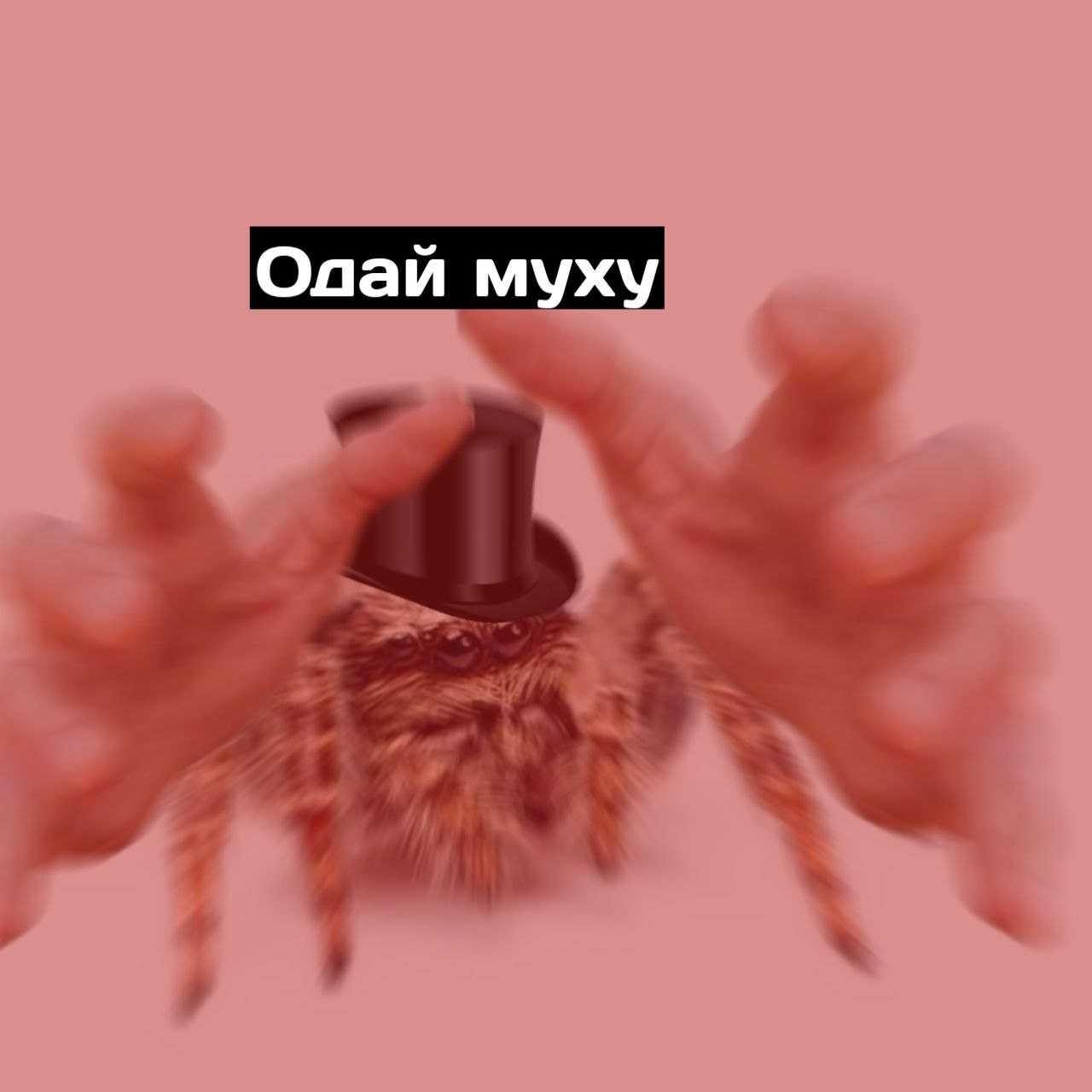 Паук в цилиндре одай муху Мем с пауком в цилиндре, который просит муху