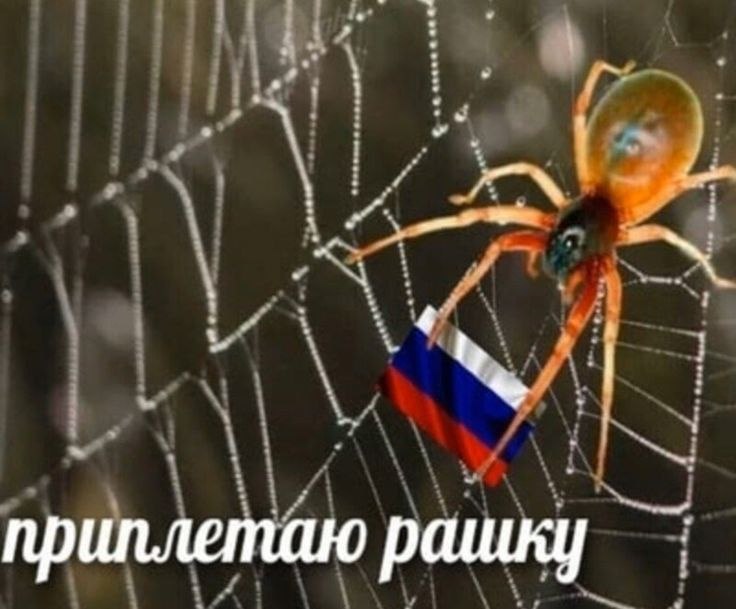 Приплетаю рашку паук с флагом России Мем с пауком на паутине, который держит флаг России, с подписью "приплетаю рашку"