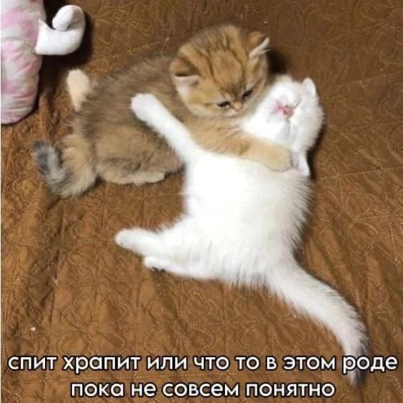 Спит храпит или что то в этом роде Два котёнка обнимаются, один из которых, возможно, спит и храпит.
