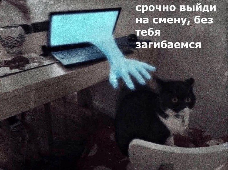 Срочно выйди на смену, без тебя загибаемся Кот, которого призывают срочно выйти на смену, без тебя загибаемся