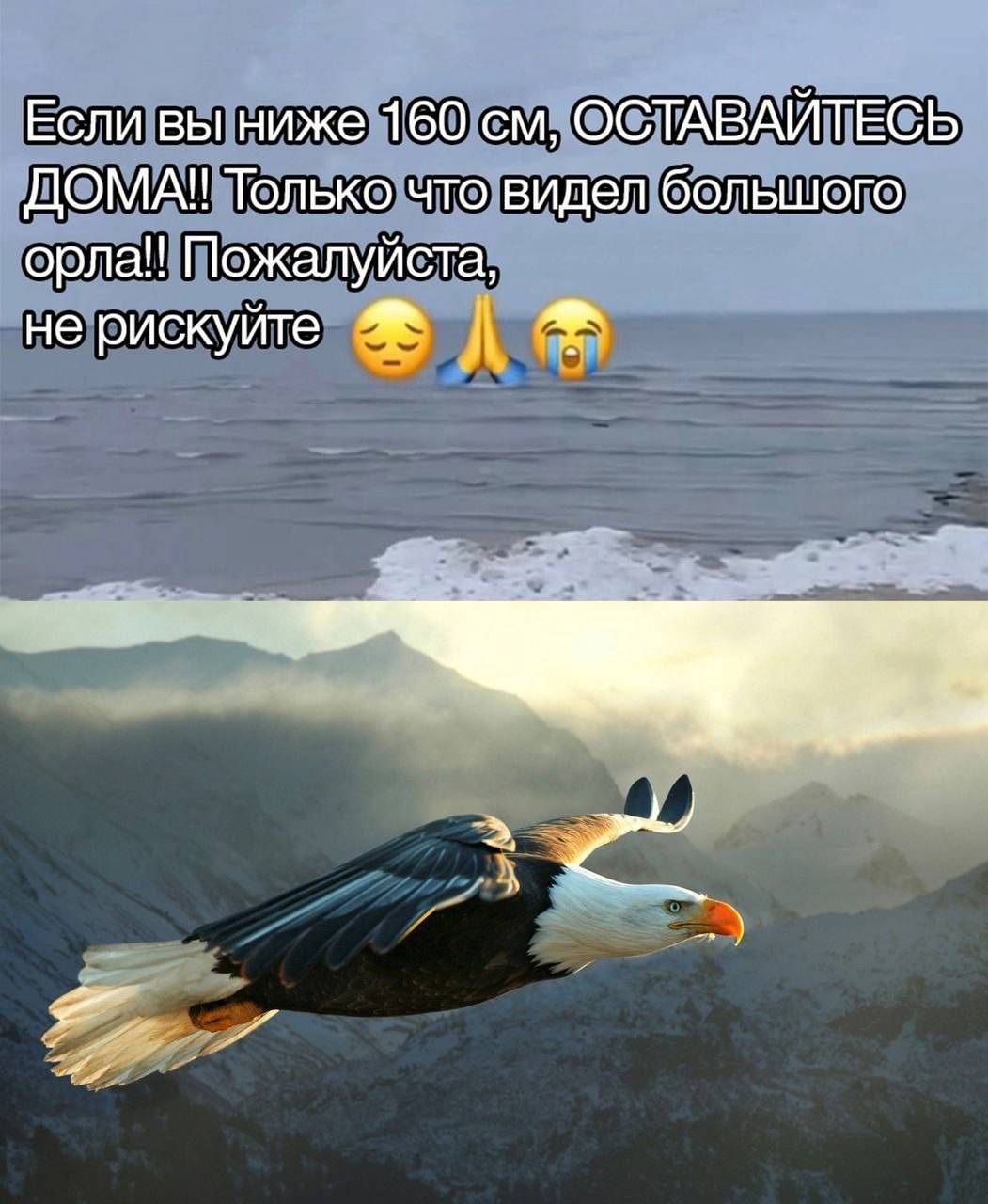 Если вы ниже 160 см, оставайтесь дома, видел большого орла Мем с текстом 'Если вы ниже 160 см, ОСТАВАЙТЕСЬ ДОМА!! Только что видел большого орла!! Пожалуйста, не рискуйте' и изображением летящего орлана