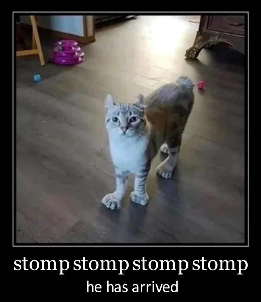 Stomp stomp stomp stomp he has arrived Кот с большими лапами топ-топ-топ