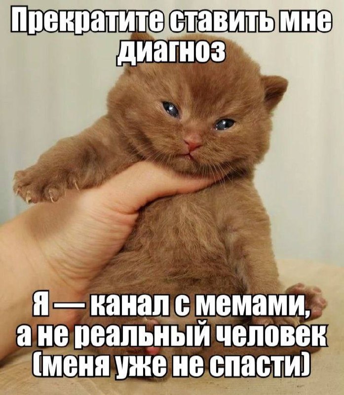 Сердитый котёнок просит прекратить ставить ему диагноз: он всего лишь канал с мемами, а не реальный человек