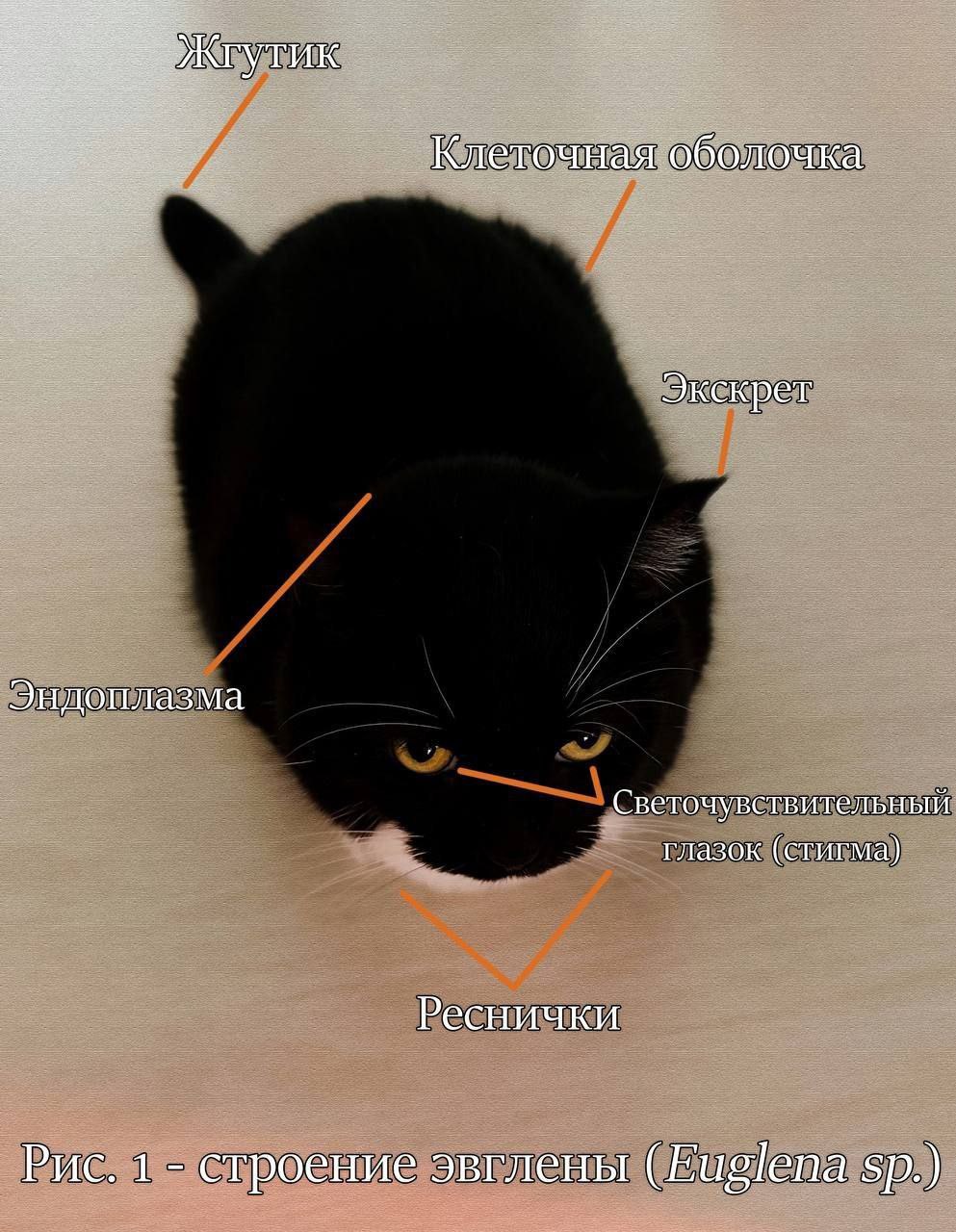 Мем, где части тела кота подписаны как "строение эвглены" из учебника биологии