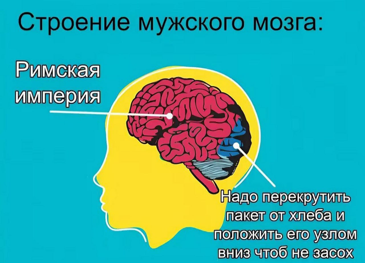 Строение мужского мозга Схема строения мужского мозга, с указанием его мыслей о Римской империи и пакете хлеба.