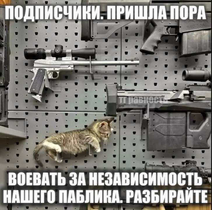 Полосатый кот среди оружия и призыв подписчикам воевать за независимость паблика