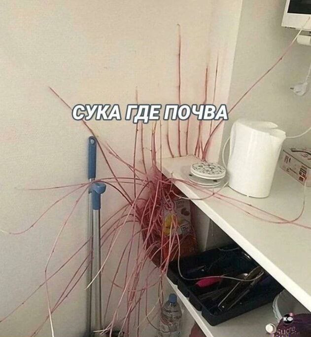 Сука где почва Мем с надписью «Сука где почва»