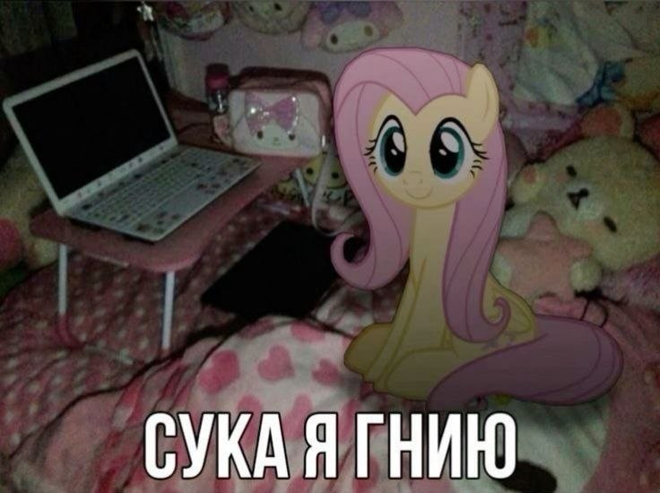 Флаттершай в розовой комнате с ноутбуком и надписью «Сука я гнию»