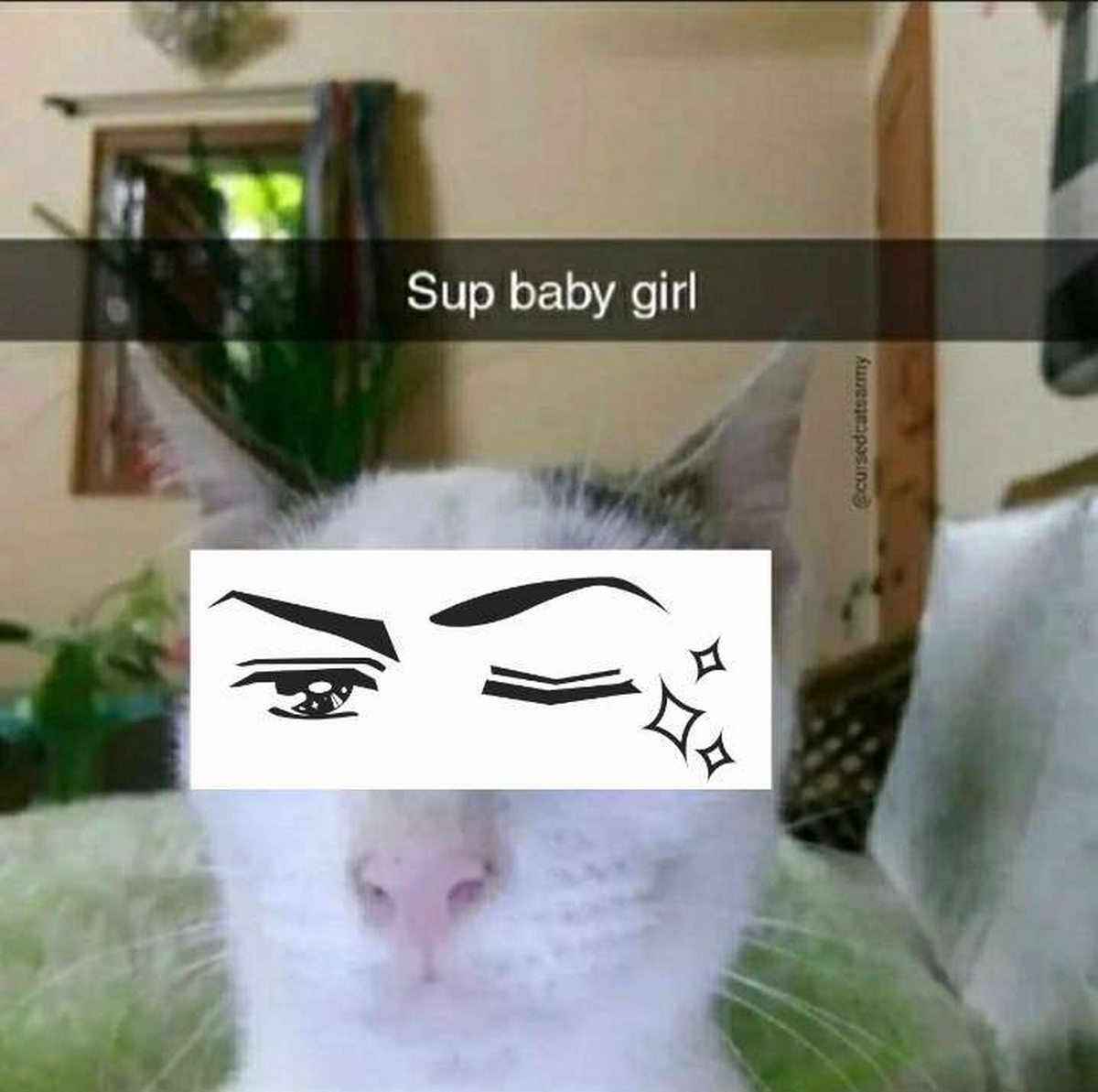 Sup baby girl кот Кот с подмигивающими глазами аниме и надписью «Sup baby girl»