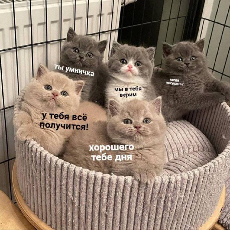 Поддерживающие котята Пять милых котят в корзинке произносят слова поддержки, а один из них спрашивает «Когда покушать?»
