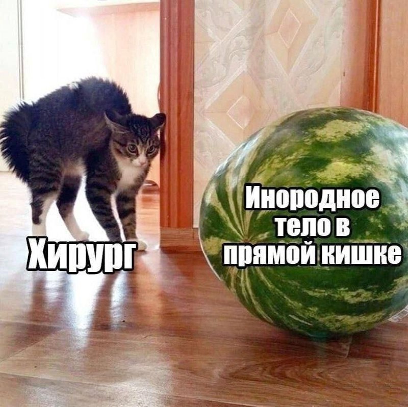 Хирург и инородное тело Напуганный кот-хирург и огромный арбуз как инородное тело в прямой кишке