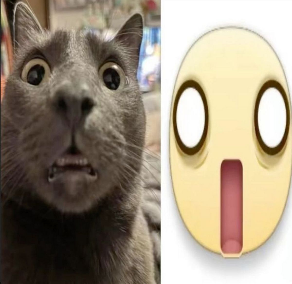 Удивленный кот и эмодзи Face Screaming in Fear Мем с удивленным котом, у которого широко раскрыты глаза и рот, рядом с эмодзи Face Screaming in Fear, напоминающим его выражение.
