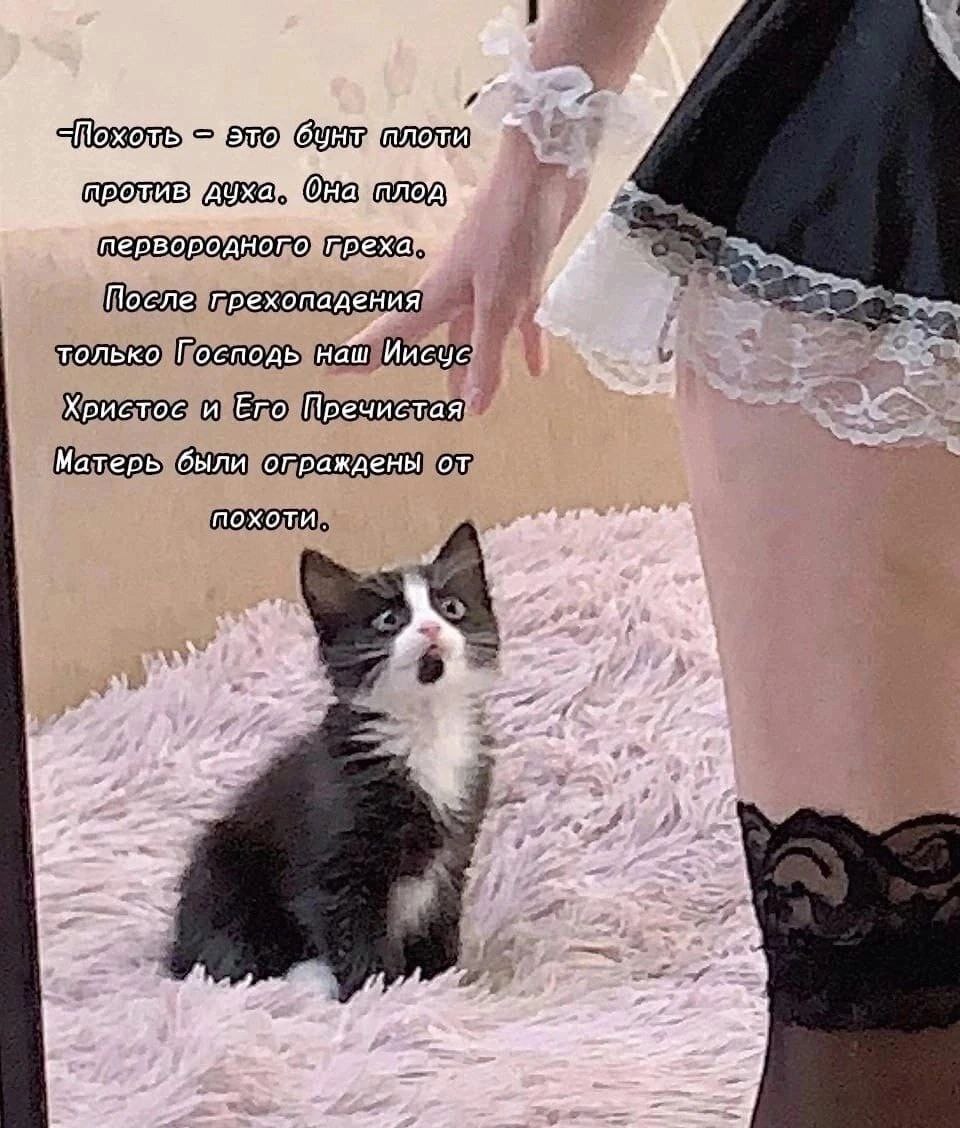 Кот в шоке от цитаты про похоть Удивленный кот смотрит на цитату про похоть и грехопадение