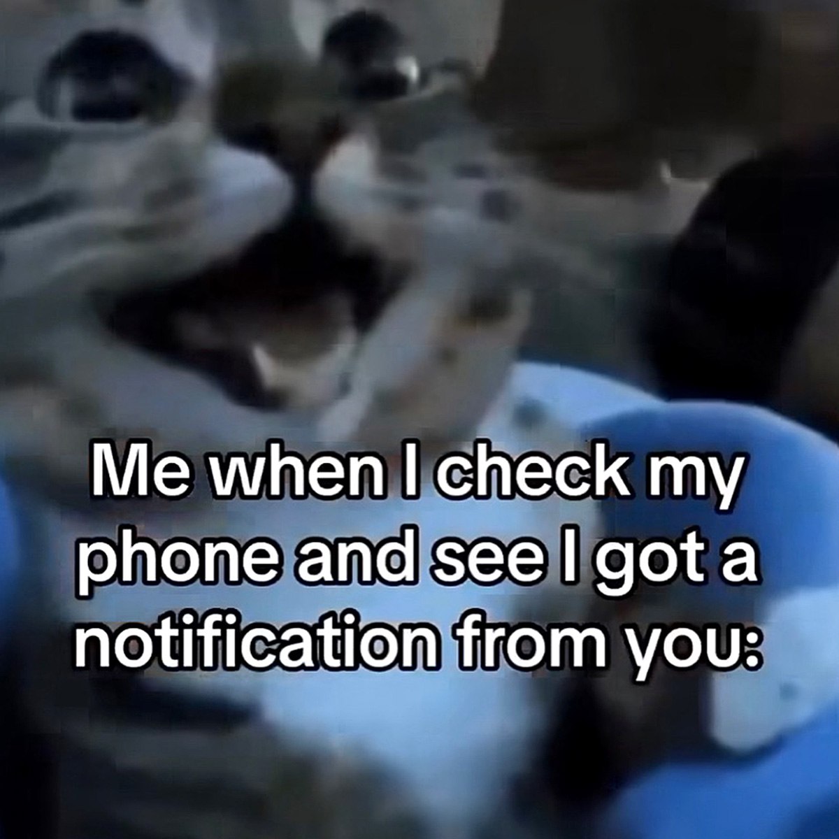 Me when I check my phone and see I got a notification from you Удивлённый кот, который счастлив получить уведомление