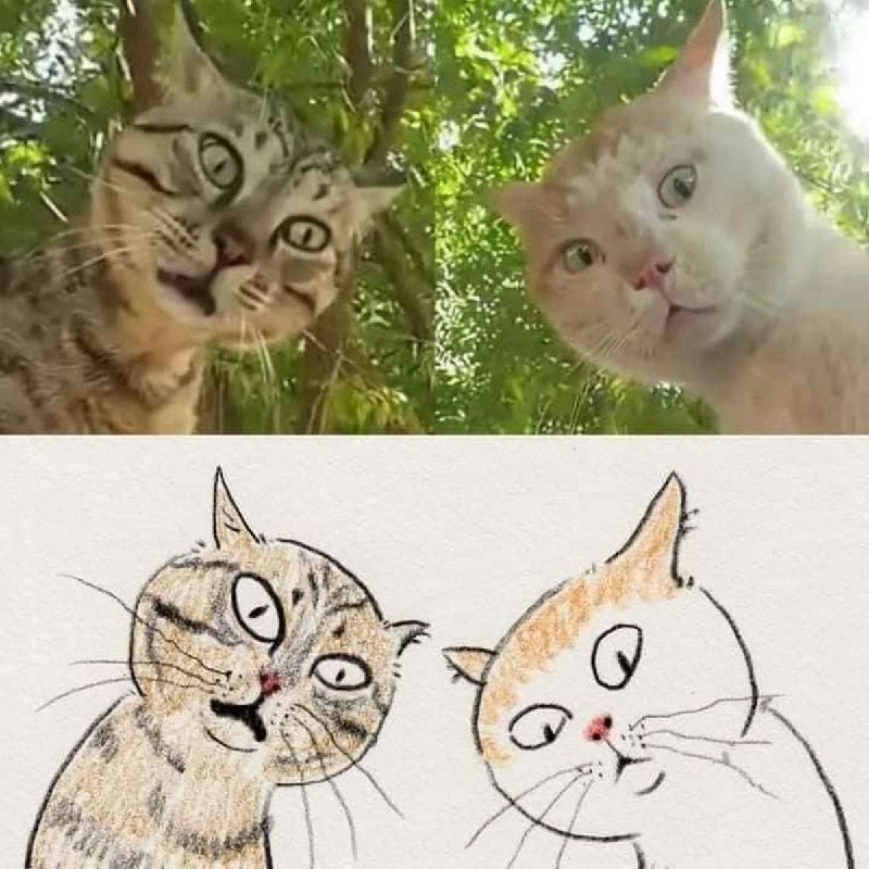 Удивленные коты Два удивленных кота и их нарисованные версии