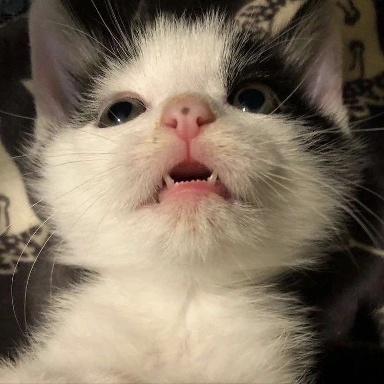 Удивлённый котёнок Удивлённый черно-белый котёнок смотрит наверх с приоткрытым ртом и зубами.