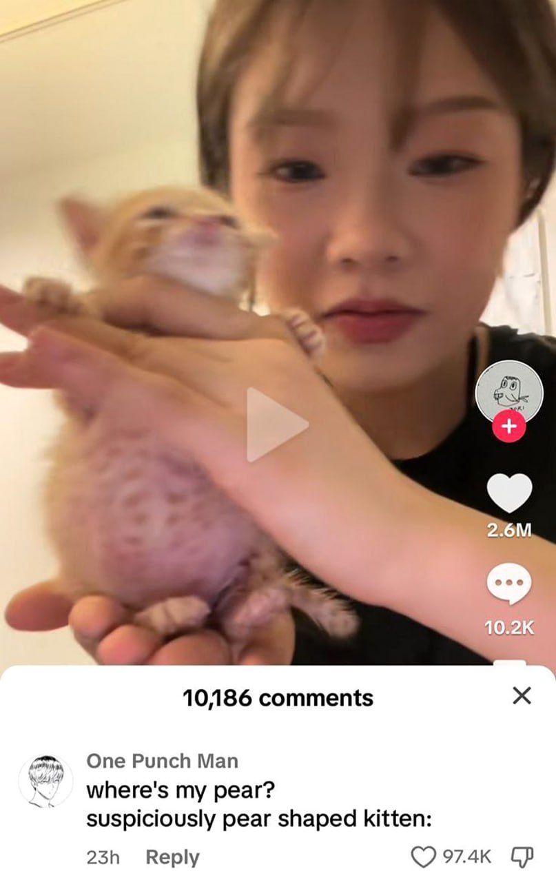 Suspiciously pear shaped kitten Подозрительно грушевидный котенок на руках у девушки