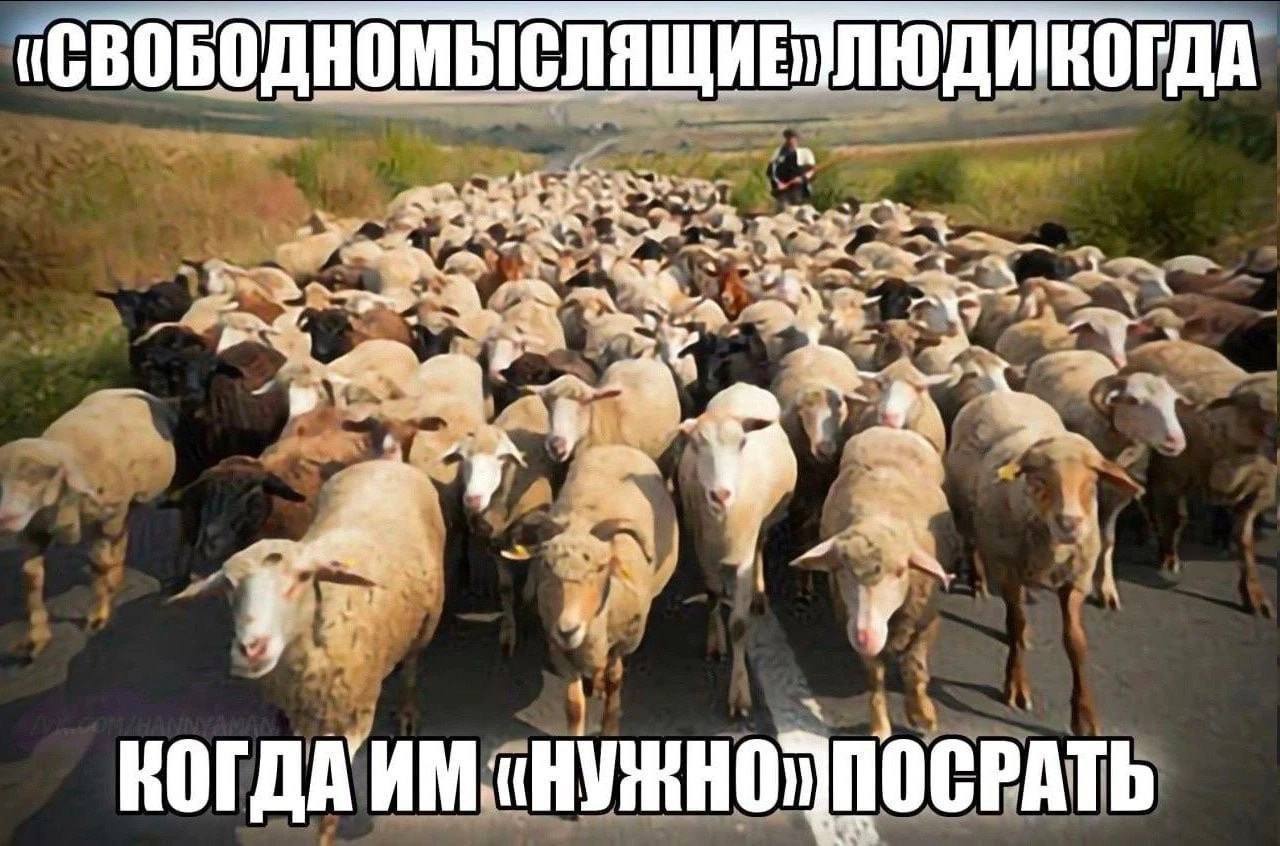 «Свободомыслящие» люди когда им «нужно» посрать Мем про «свободомыслящих» людей, когда им «нужно» посрать, с овцами и пастухом