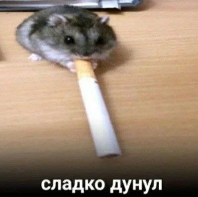 Сладкий дым хомяка Маленький хомяк держит сигарету во рту