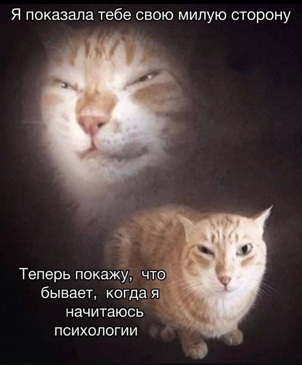 Два кота с разными выражениями морды и подписью про милую сторону и то, что бывает после чтения психологии