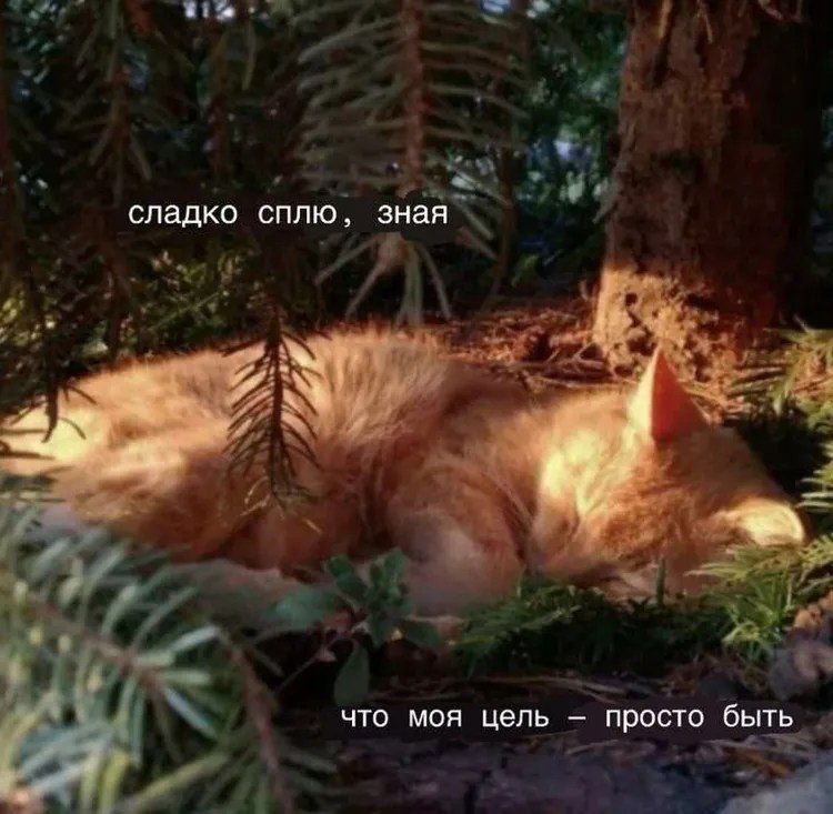 Сладко сплю, зная, что моя цель — просто быть Кот спит под деревом со словами "сладко сплю, зная, что моя цель — просто быть"