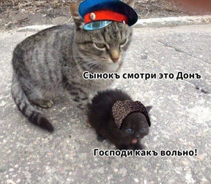 Сынок смотри это Дон Мем с двумя котами в казачьей одежде: большой кот в фуражке и маленький котенок в папахе