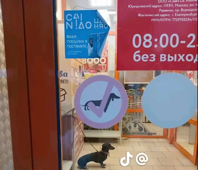 Такса у знака "нет собакам" Такса стоит перед дверью магазина, на которой висит знак "нет собакам", но на уровне глаз собаки - знак, разрешающий вход животным.
