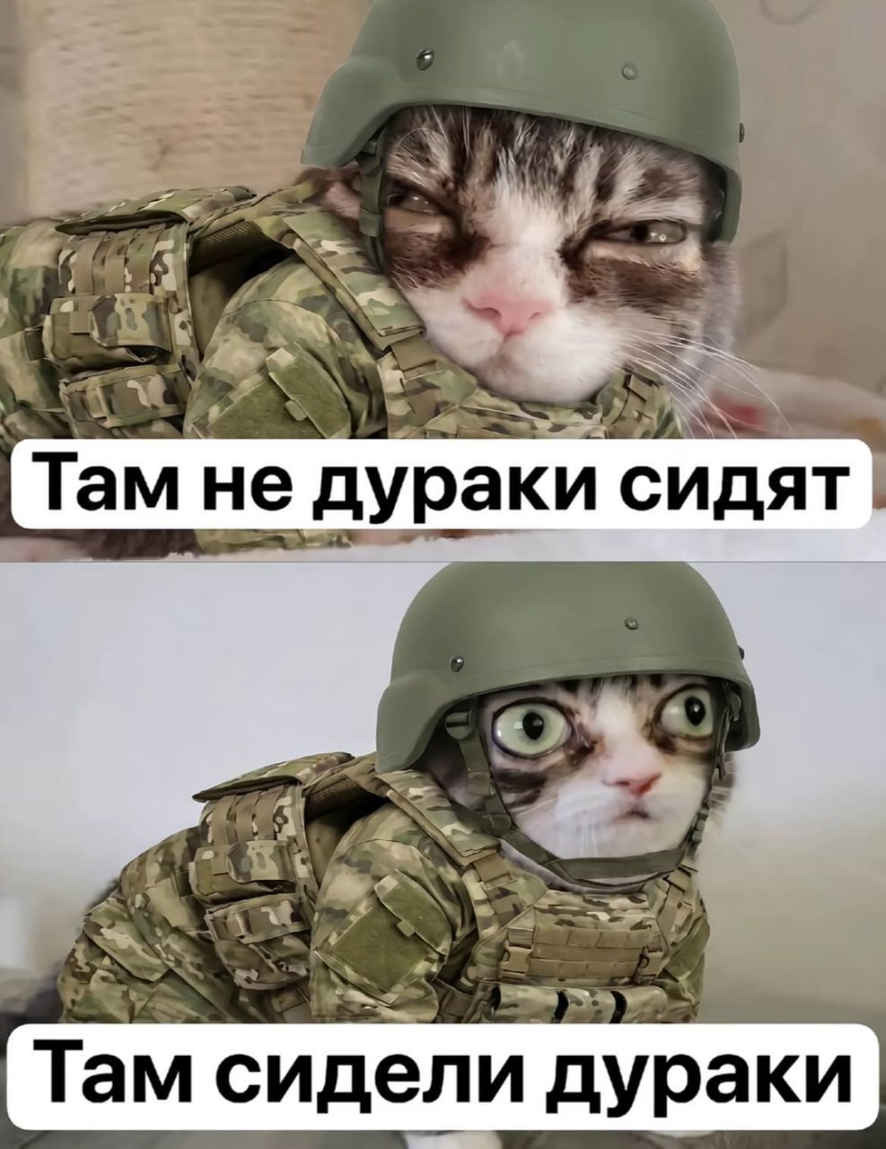 Кот в военной форме с двумя разными выражениями морды и подписями «Там не дураки сидят» и «Там сидели дураки»