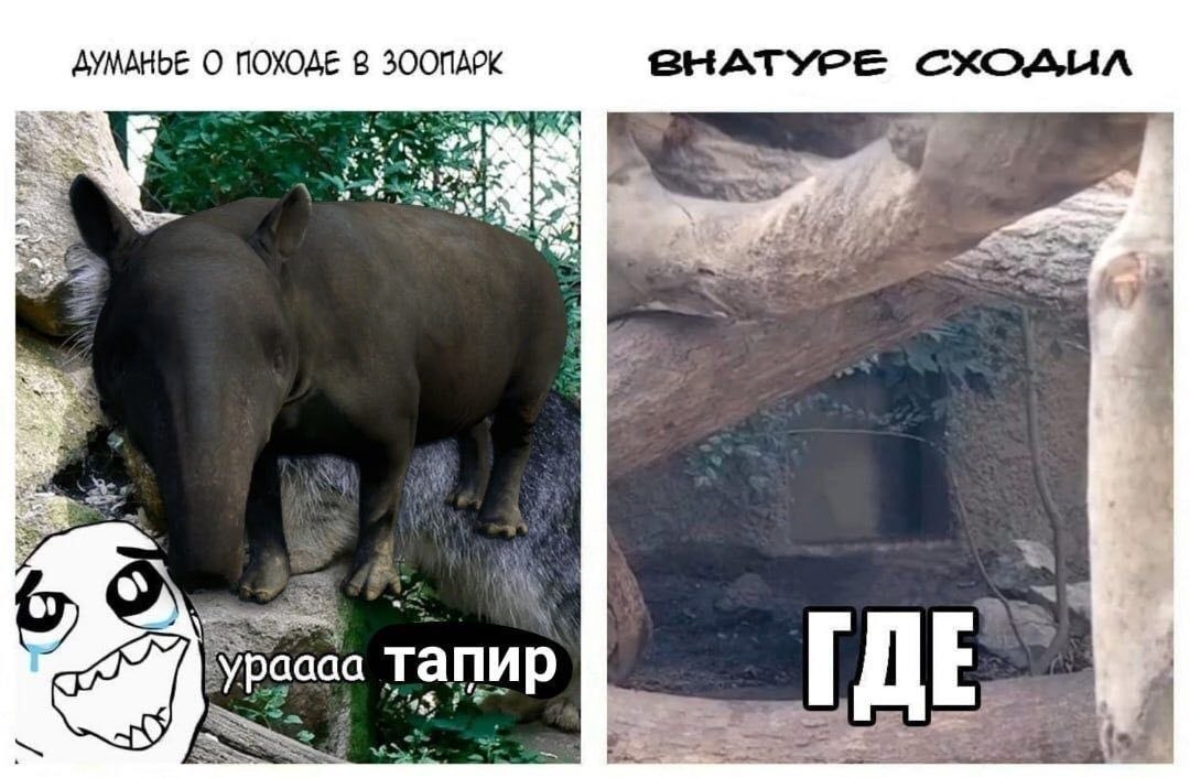 Когда в зоопарке сначала увидел тапира и обрадовался, а потом обнаружил пустой вольер и начал искать, где он.