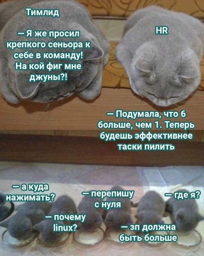Тимлид и HR кошки Мем с тимлидом, HR и котятами-джунами