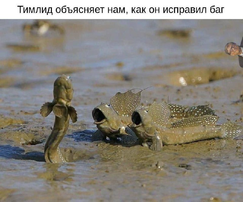 Тимлид объясняет нам, как он исправил баг Тимлид объясняет нам, как он исправил баг