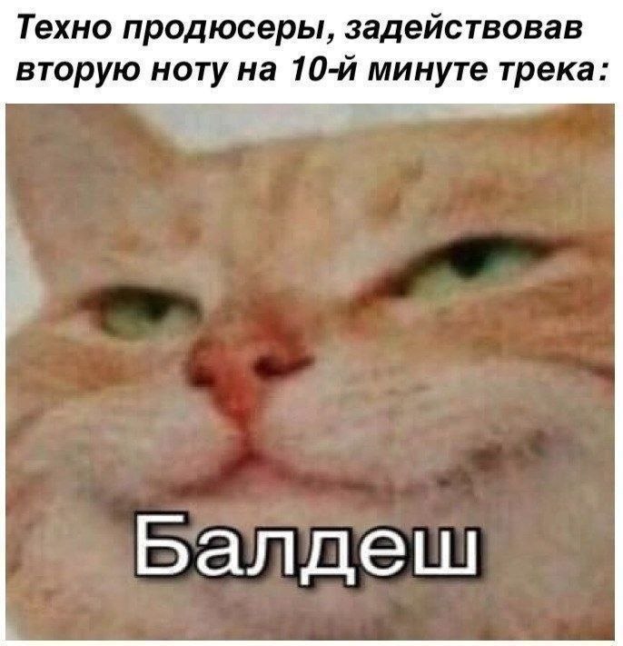 Недовольная кошка реагирует на техно-продюсеров, которые добавили вторую ноту только на десятой минуте трека.