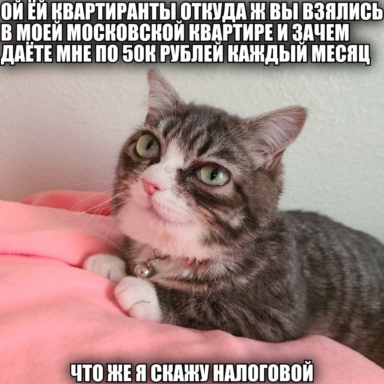 Серый кот удивляется квартирантам, которые платят ему по 50 тысяч рублей в месяц, и переживает, что сказать налоговой.