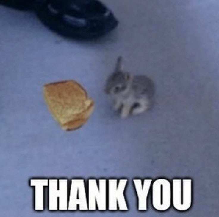 Мем Thank you с кроликом и тостом Мем с кроликом и куском тоста «Thank you»