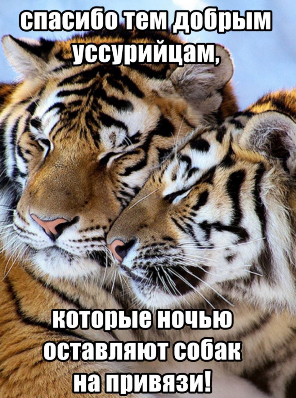Спасибо тем добрым уссурийцам, которые ночью оставляют собак на привязи! Мем с тиграми и текстом "Спасибо тем добрым уссурийцам, которые ночью оставляют собак на привязи!"