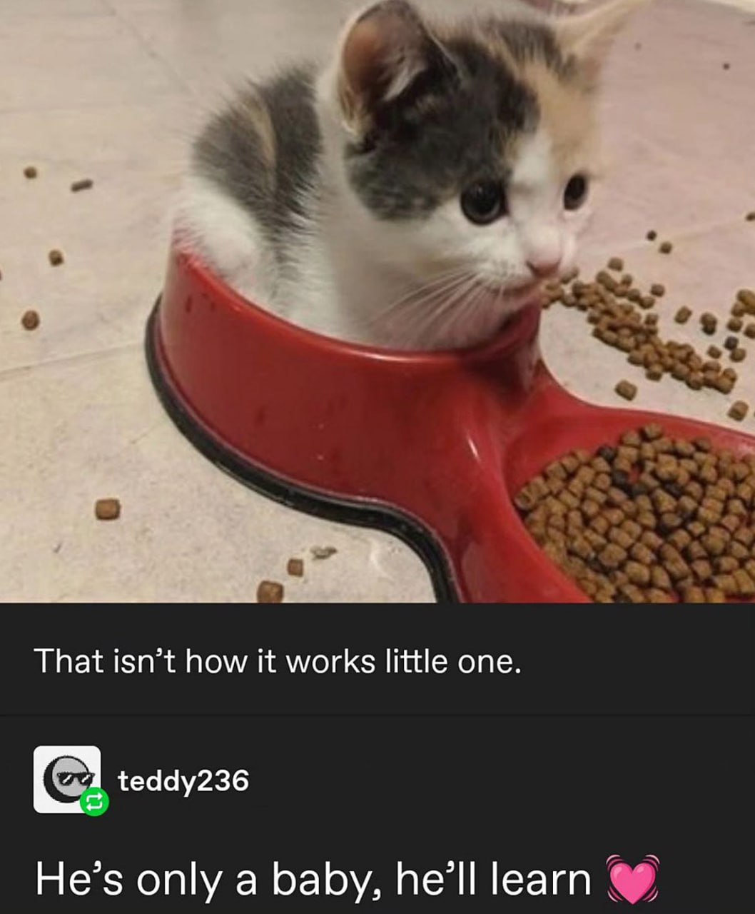 That isn’t how it works little one Котенок сидит в миске с едой