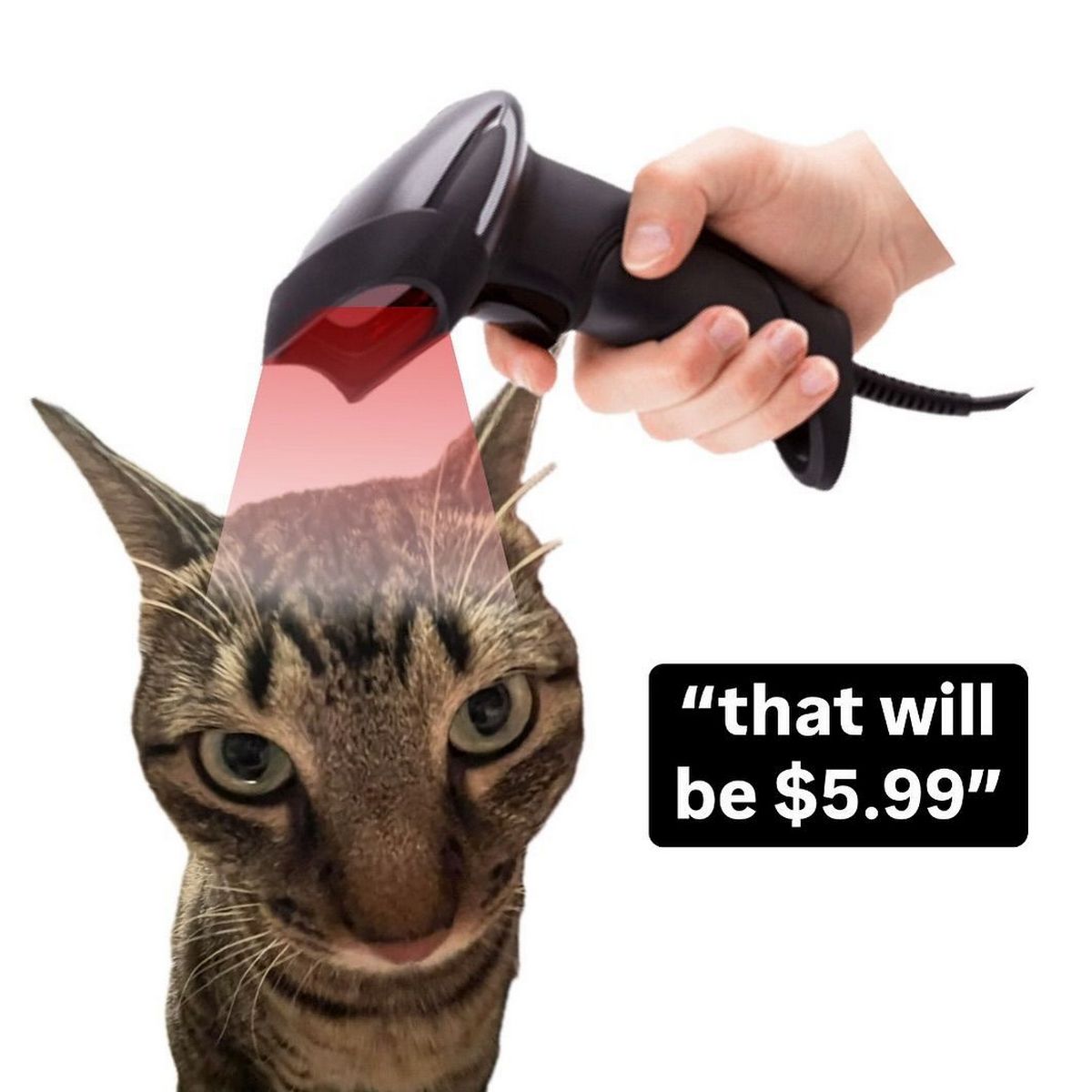 Кот под сканером that will be $5.99 Мем с котом, которого сканируют сканером штрих-кодов, и надписью «that will be $5.99»