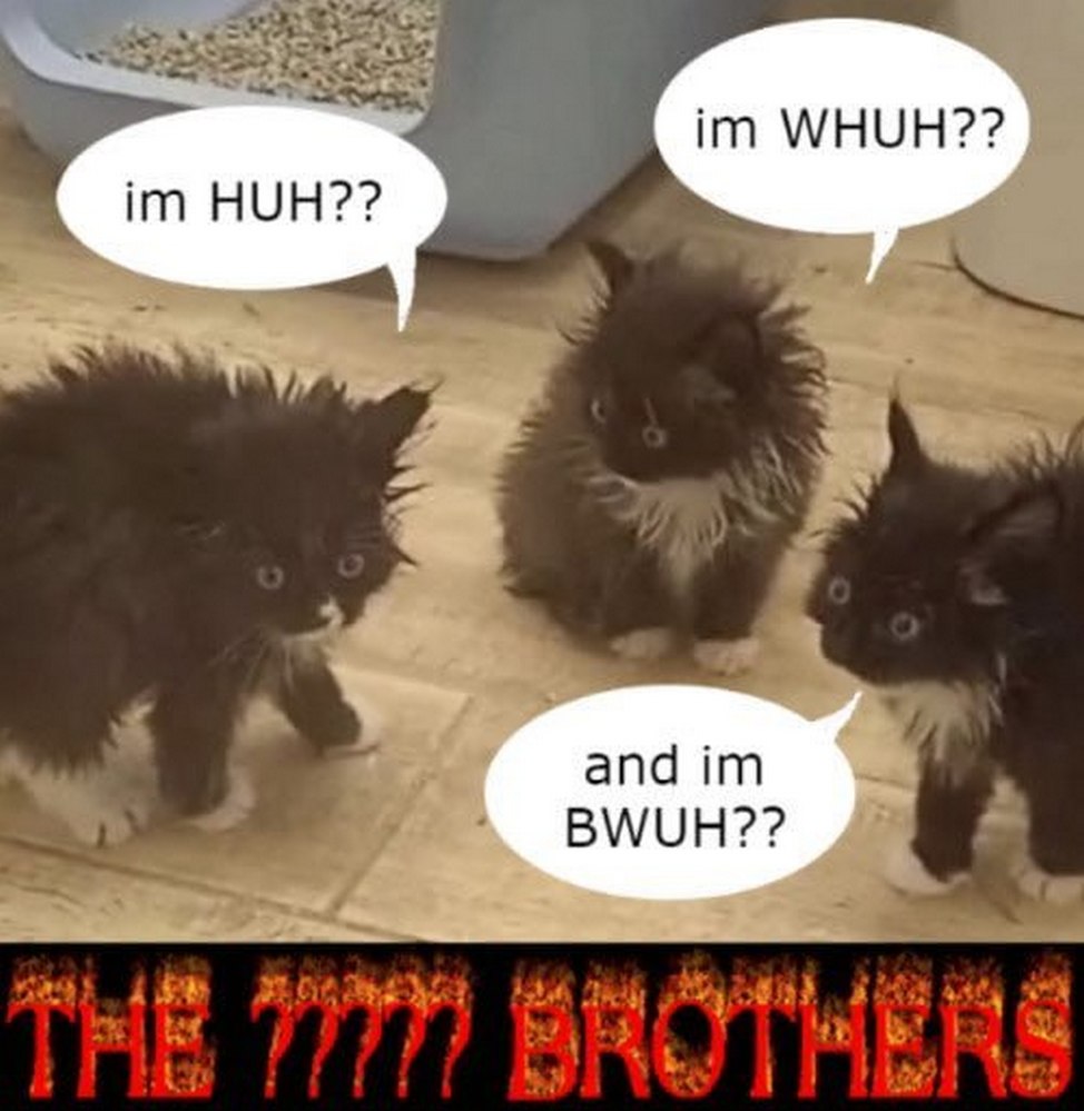 Котята The 7777 Brothers Мем с тремя маленькими котятами, которые выглядят очень растрепанными и смотрят в разные стороны с недоумением. Над каждым котенком расположены пузыри диалога со словами "Im HUH??", "Im WHUH??" и "And im BWUH??" соответственно, а в нижней части изображения видна надпись "THE 7777 BROTHERS", стилизованная под огонь.
