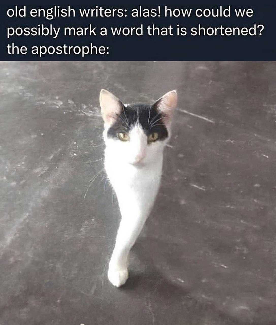 The apostrophe cat Кот-апостроф на сером фоне