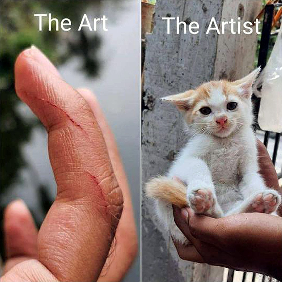 The art, the artist, кошка Царапины от кошки, котенок на руках