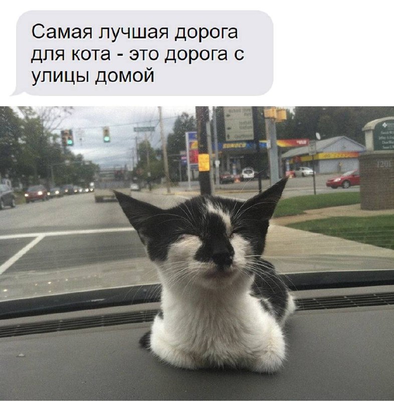 Самая лучшая дорога для кота Котенок наслаждается поездкой домой в машине, сидя на приборной панели.