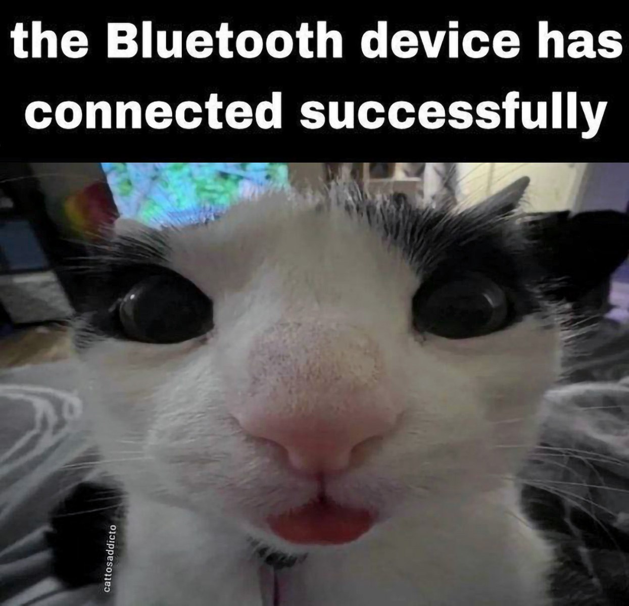 The bluetooth device has connected successfully Мем с котом "The Bluetooth device has connected successfully"