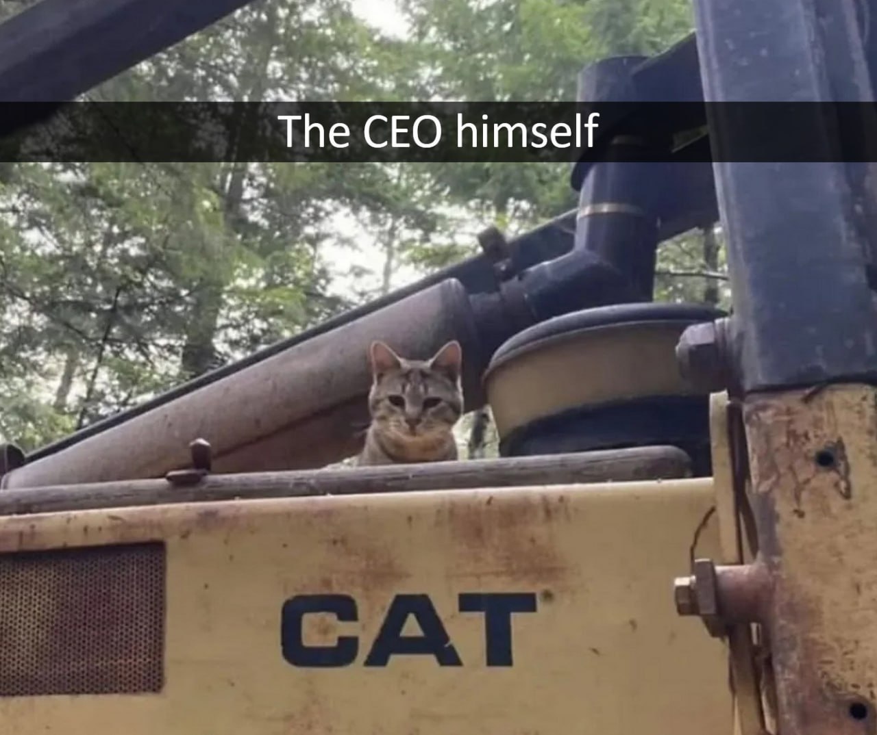 The CEO himself кот Кот, сидящий на желтом тракторе или бульдозере с надписью CAT, с подписью The CEO himself