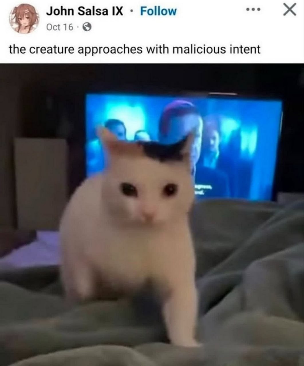 The creature approaches with malicious intent Кот приближается со злым умыслом