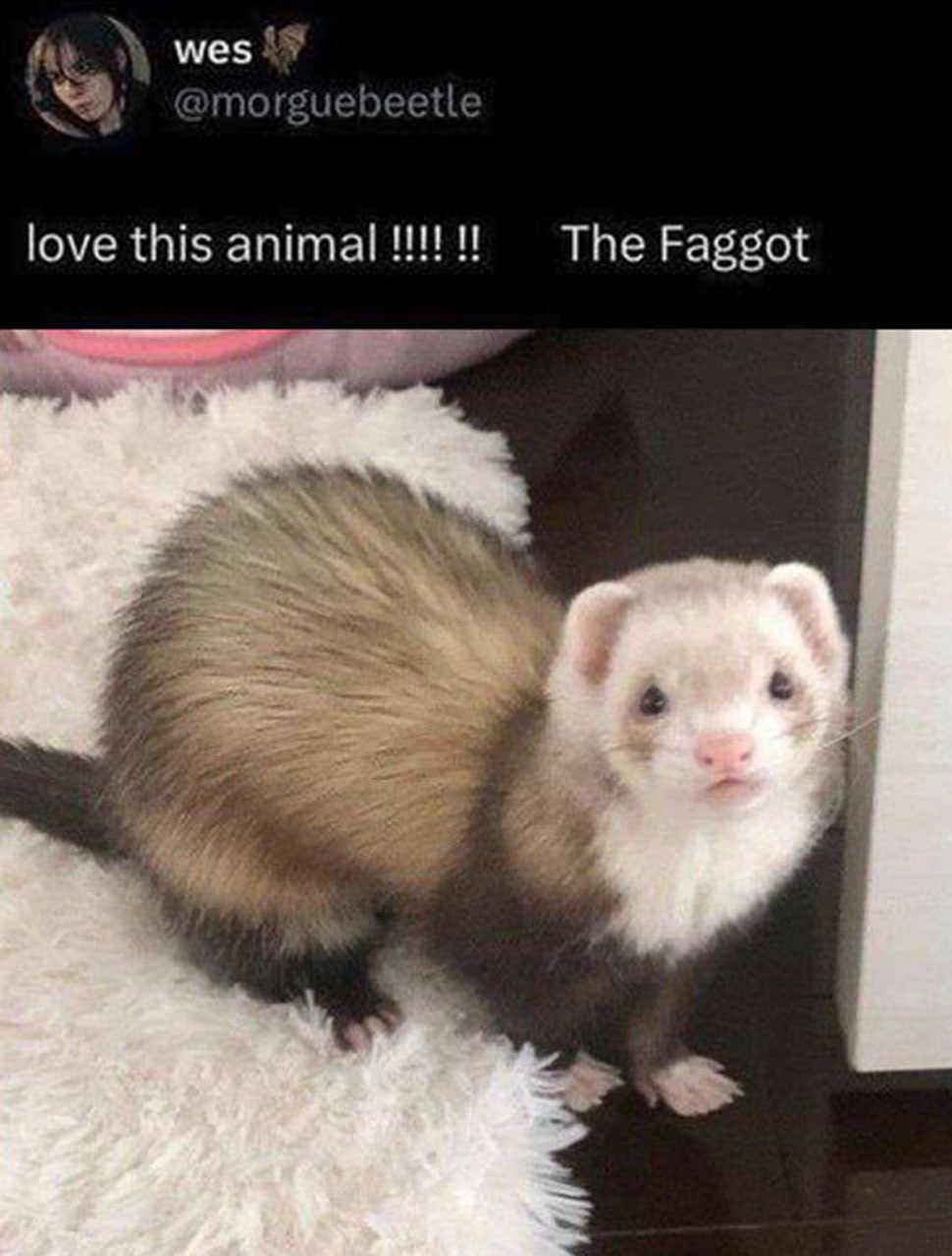 The Faggot хорёк Фотография хорька с подписью The Faggot из твиттера